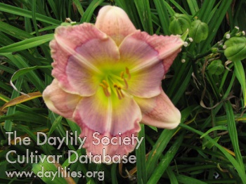 Daylily Suburban Mary Lois Burkett